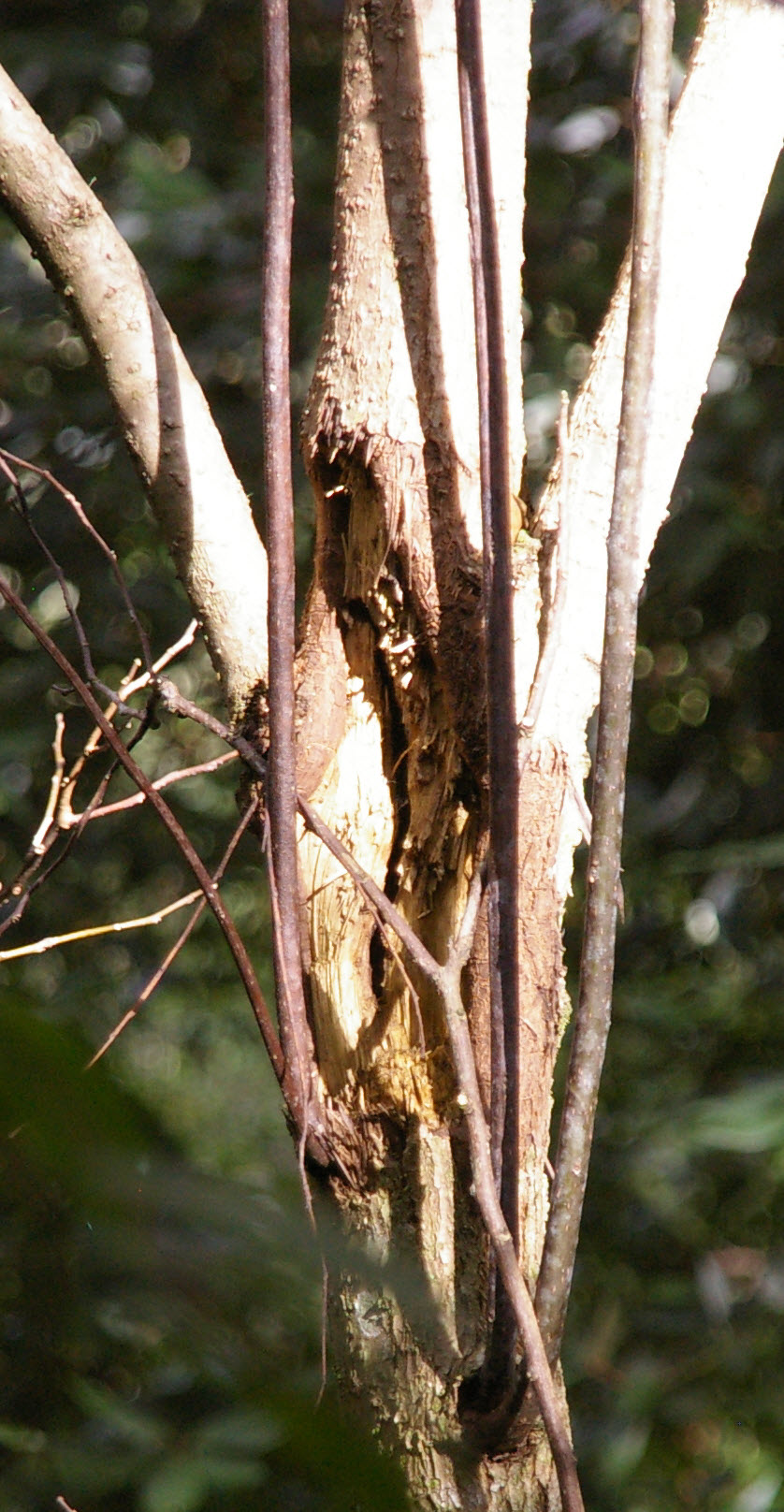 Ehretia acuminata trunk
