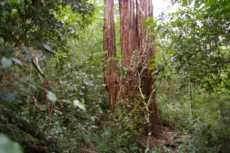 Eucalyptus microcorys