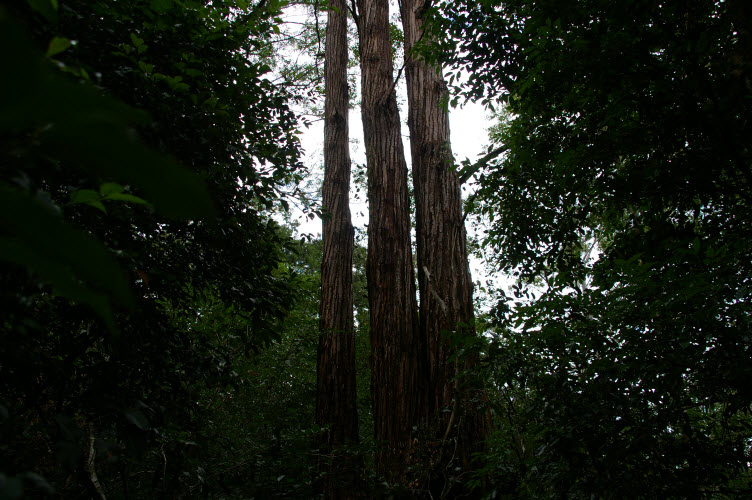 Eucalyptus microcorys  Tallowwood
