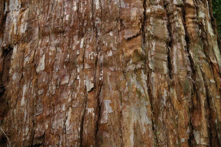 Eucalyptus microcorys mature bark