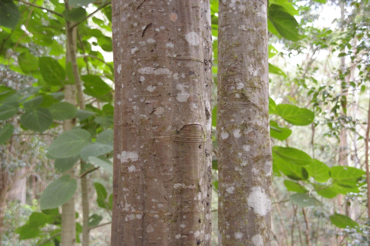 Guioa semiglauca branch scars