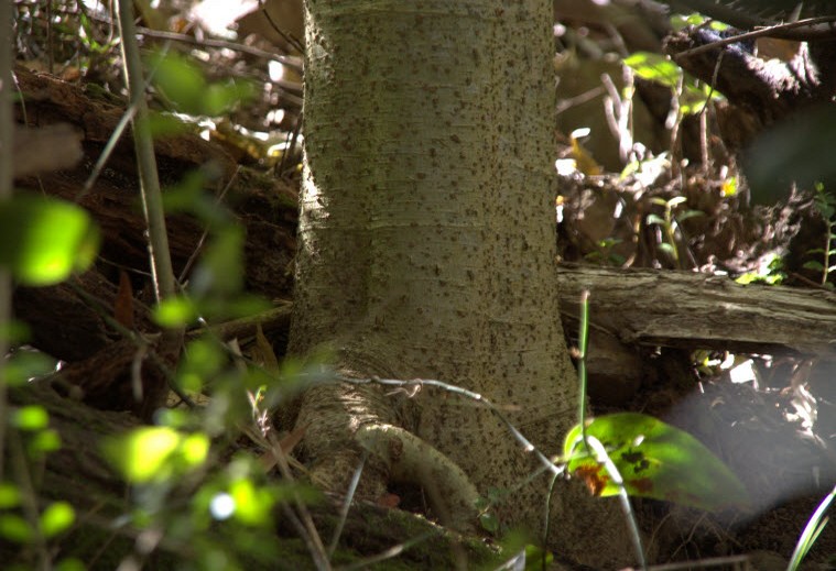 Dendrocnide excelsa trunk