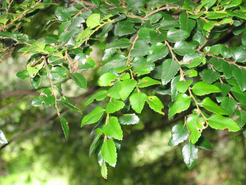Nothofagus cunninghamii leaves