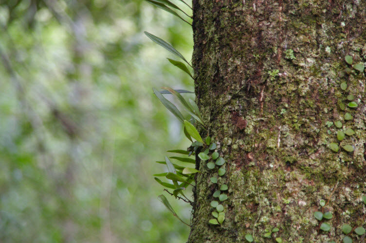 Pyrossia rupestris   Horseshoe Felt Fern