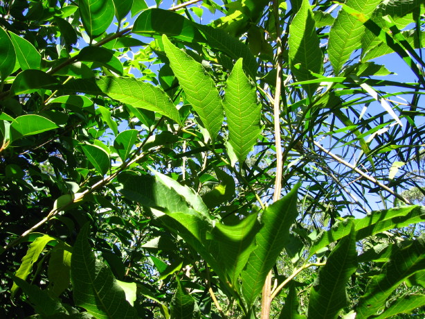 Alectryon subcinereus leaf vein patterns