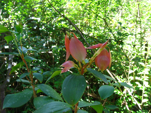Trochocarpa laurina new shoots red growth